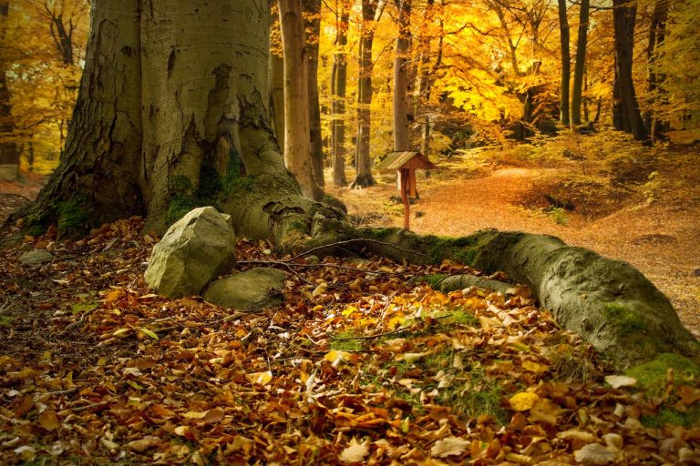 Herbstlicher Buchenwald im angrenzenden tschechischen Teil des Erzgebirges